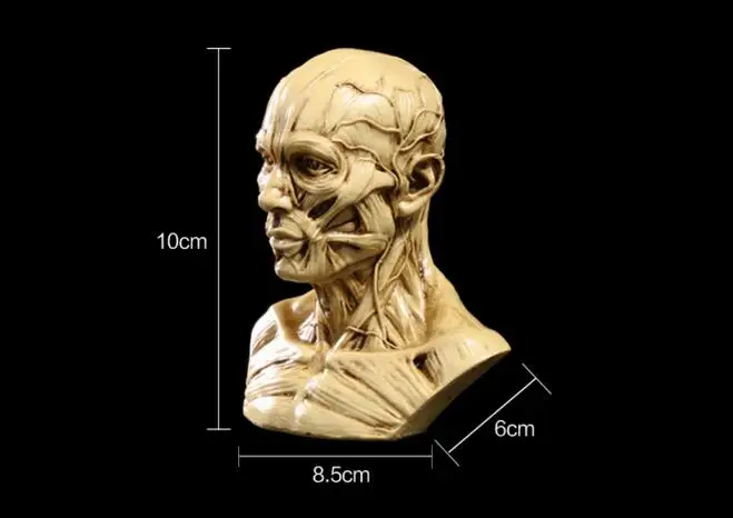 

Resin Skull Muscle skull model Medical simulation mannequin bust skull