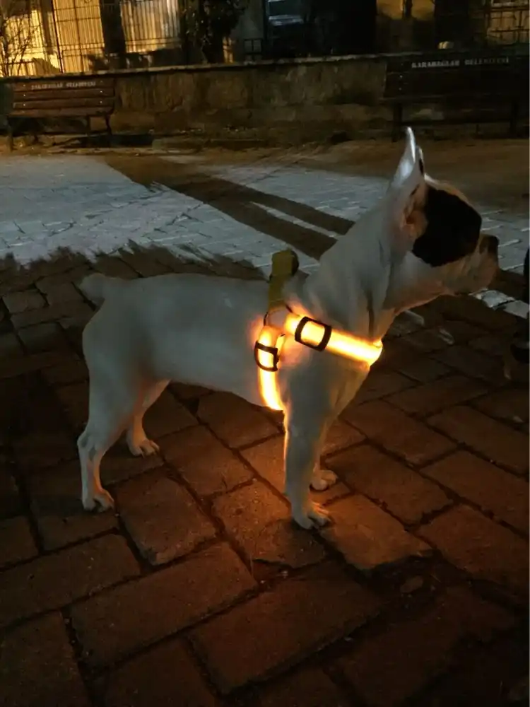 flashing dog harness