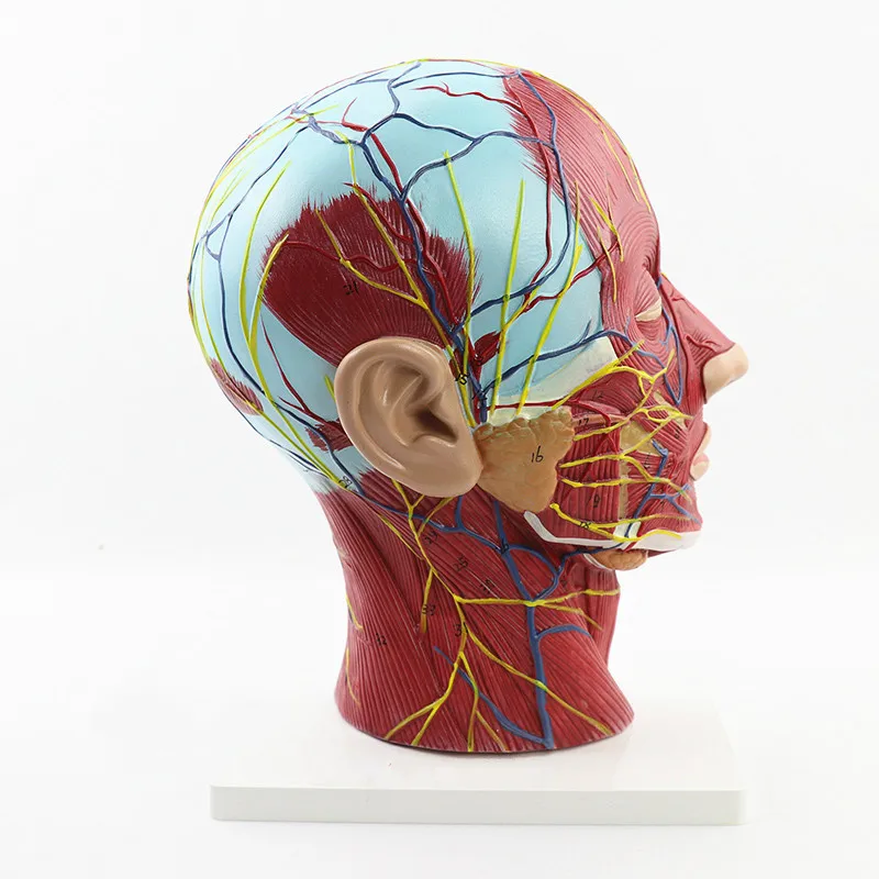 

Human's Skull Anatomy Medical Head and Face Anatomy Model Cerebrovascular Nerve Model ENT Surgery Model Medical Teaching Supply