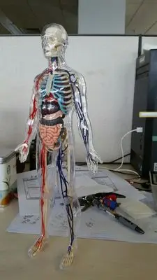 Transparent corps humain anatomie modèle amovible