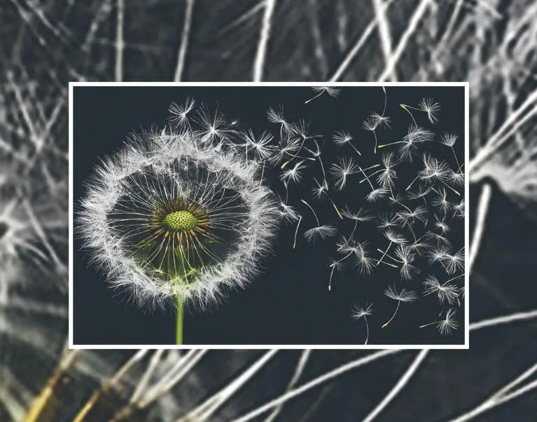 Black and White Wallpaper Desktop Wallpaper for Living Room Wall Dandelion 3 d Wall Picture Home Improvement Mural Bedroom Decor Black and White Wallpaper Desktop Wallpaper for Living Room Wall Dandelion 3 d Wall Picture Home Improvement Mural Bedroom Decor