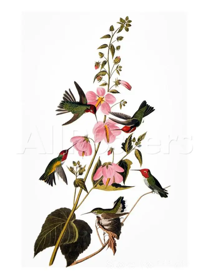 

Animal paintings of John James Audubon Hummingbird Hand painted canvas art High quality