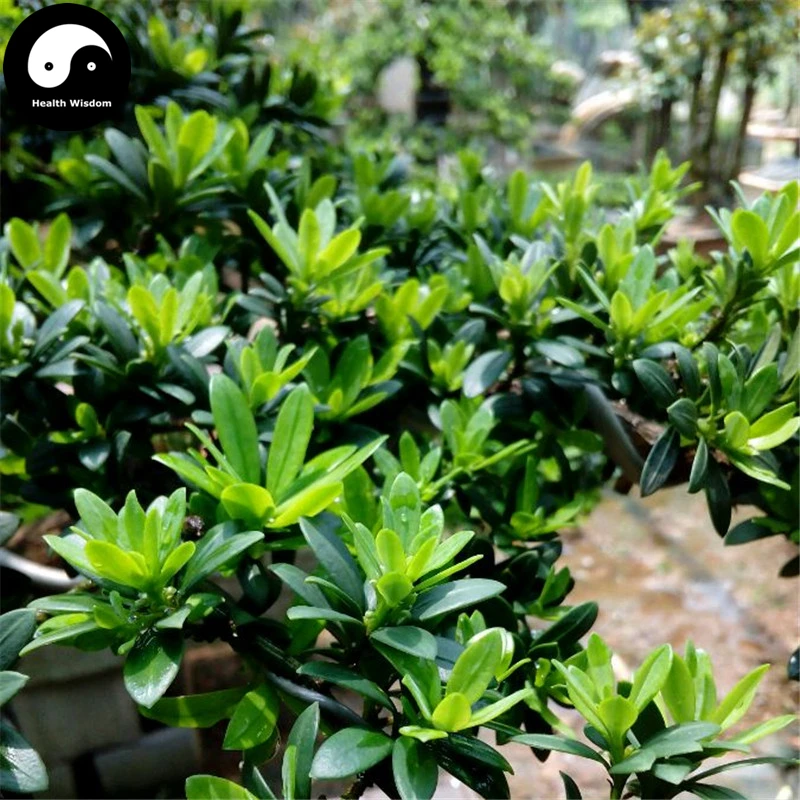 Купить Podocarpus Macrophyllus Tree Semente 80 шт завод Zhen Zhu luo han Song