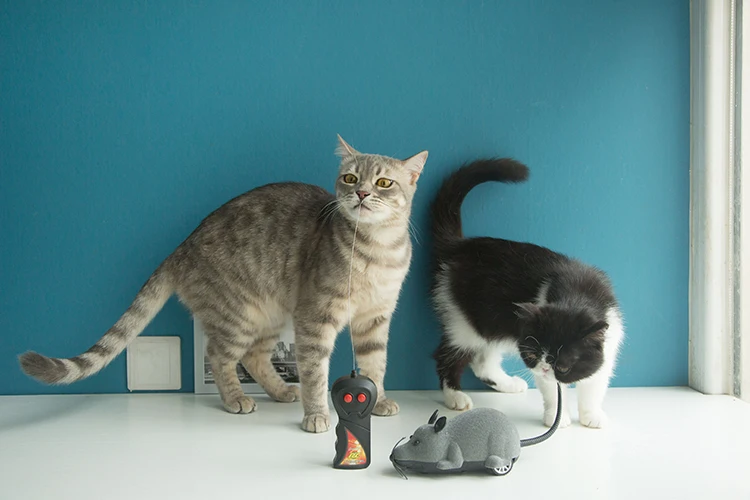 mouse (7)