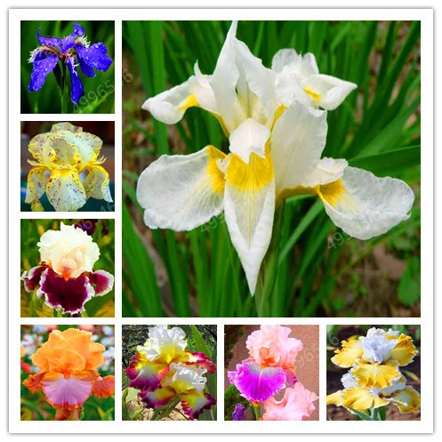 

Bonsai 100 Pcs Mixed Light Iris Flower Perennia Flower Bonsai Bearded Iris Nature Easy Grow Plants Orchid Flower Diy For Garden
