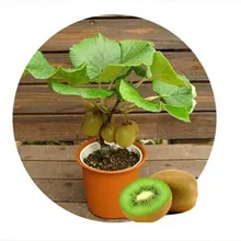 free ship Thailand Mini Kiwi Fruit 1seeds (40 Seeds) Bonsai Plants, Delicious Kiwi Small Fruit Trees Seed