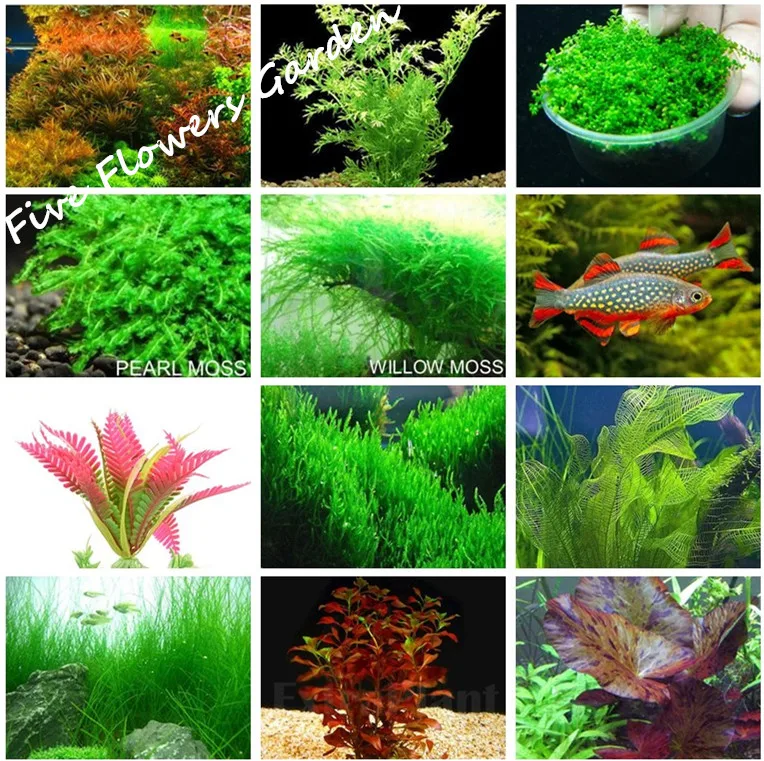 1000 Pcs Aquarium Grass Seeds Water Aquatic Plant Seeds Live Moss Gras Easy to Grow Fish Tank ...