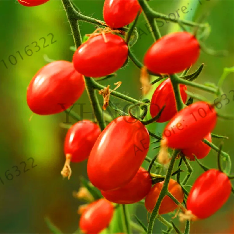 

Lowest Price!100 pcs/bag bonsai tomato Plants, delicious cherry tomato Garden,Non-GMO Plantas vegetables Edible food potted pla