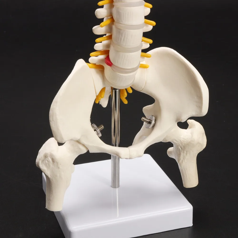 45 см Гибкая 1:1 взрослых поясничного изгиб позвоночника модель человека скелет модель с спинальный диск Модель таза используется для