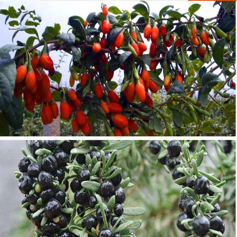 

High quality red black Chinese wolfberry seeds seeds, Suitable for four seasons potted terrace garden planted in the field