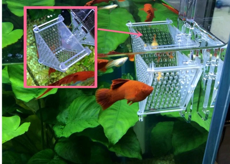 Mini Acrylic Ikan Water Fountain Feeder Merah Cacing Pemegang