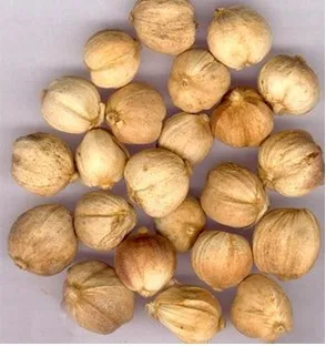 

bai dou kou ,Chinese herbal medicines wholesale, wild  Cardamom Dry Herbs Traditional Chinese medicine 250 g Free Shipping. tea