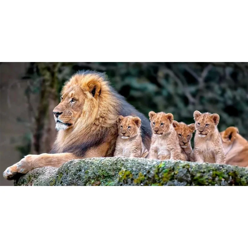 New Full Square Drill 5D DIY Diamond Painting &quotLion group&quot handmade 3D Embroidery arts Cross Stitch Mosaic Decor gift FC2850 | Дом и