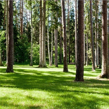 

Canvas photo wallpaper Large 3d beijingqiang big tree tv background wall wallpaper sofa background wall paper murals