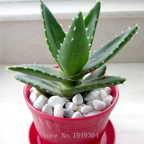 

Sale !50 Pcs Green Aloe Vera Plants Edible Beauty Edible Cosmetic Vegetables And Fruit Bonsai Herb Tree Plants For Home & Garden