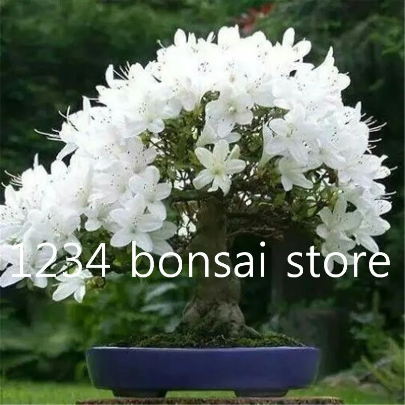 10 Pcs Rare sakura bonsai flower seedling outdoor, Bonsai plants Cherry Blossoms office desktop flowers Tree for home & garden 10 Pcs Rare sakura bonsai flower seedling outdoor, Bonsai plants Cherry Blossoms office desktop flowers Tree for home & garden