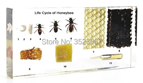 Медовый пчелиный жизненный цикл набор Apis в акриловом научном скелете анатомия, анатомический травматический пистолет купить Медицинские инструменты презервативы