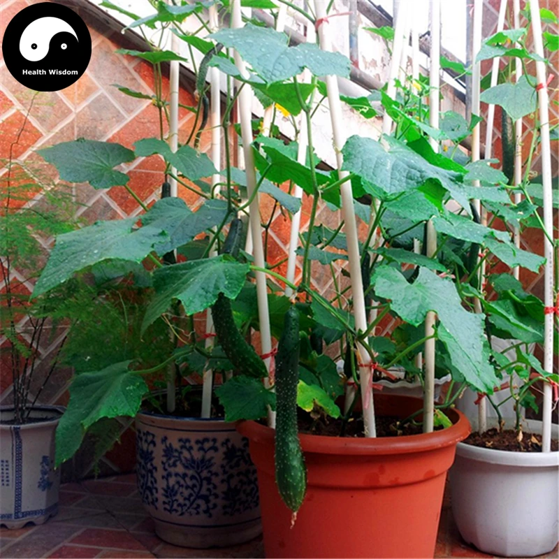 20pcs White Cucumber Seeds Cucumis Sativus Vegetable Fruit Home Garden Plant