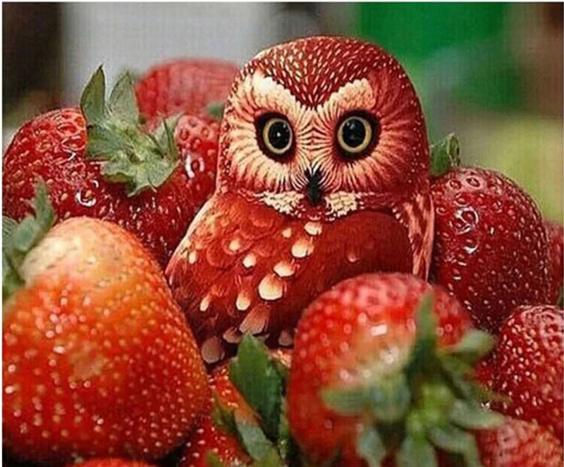 

Full round Diamond 5D DIY Painting Strawberry owl Embroidery Cross Stitch Rhinestone Mosaic Decor Gift