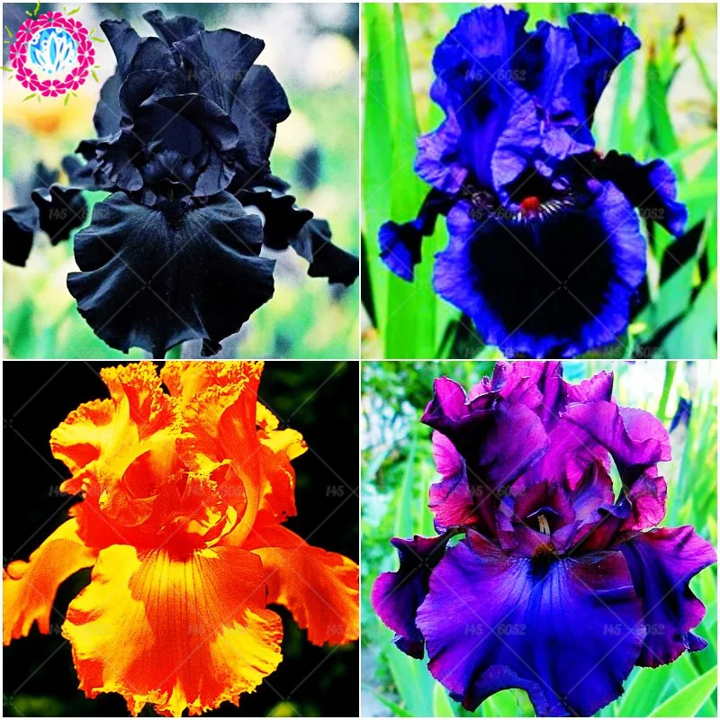

20pcs Bonsai mixed colors iris flower beautiful perennial indoor or outdoor flowering potted plants Gardening decorative flower