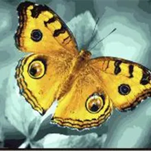 Красивая желтая бабочка печатная DIY Цифровая картина маслом по номерам ручная роспись маслом 40x50 см без рамки