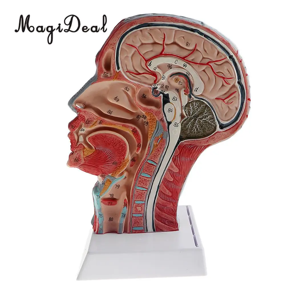 1:1 Human Head Skeleton W/Neck Vessel Nerve Skeleton Demonstration Model Laboratory Ornament School Medical Teaching Tool