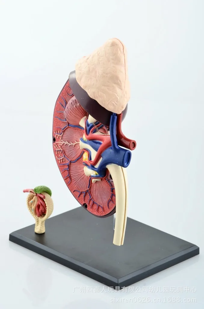 Образовательный Собранный 4d Скелет человеческого тела череп для изучения