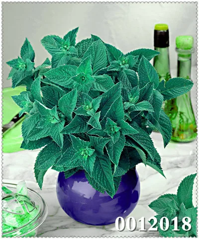Mint Green Vegetable Potted Peppermint Aromatic Plant ...