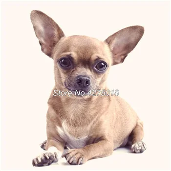 

Full Square Diamond Embroidery DIY Diamond Painting Cross Stitch Kits chihuahua pet dog 5D Drill Mosaic Home Decor YG386