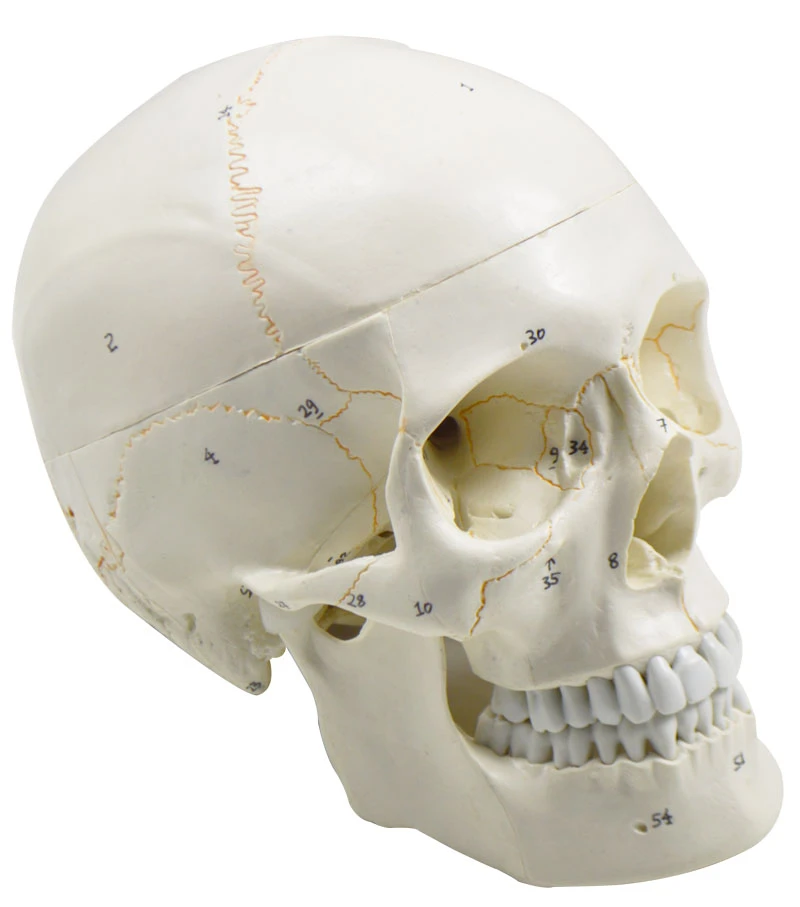 Life Size Human Anatomical Anatomy Head Skeleton Skull Education 