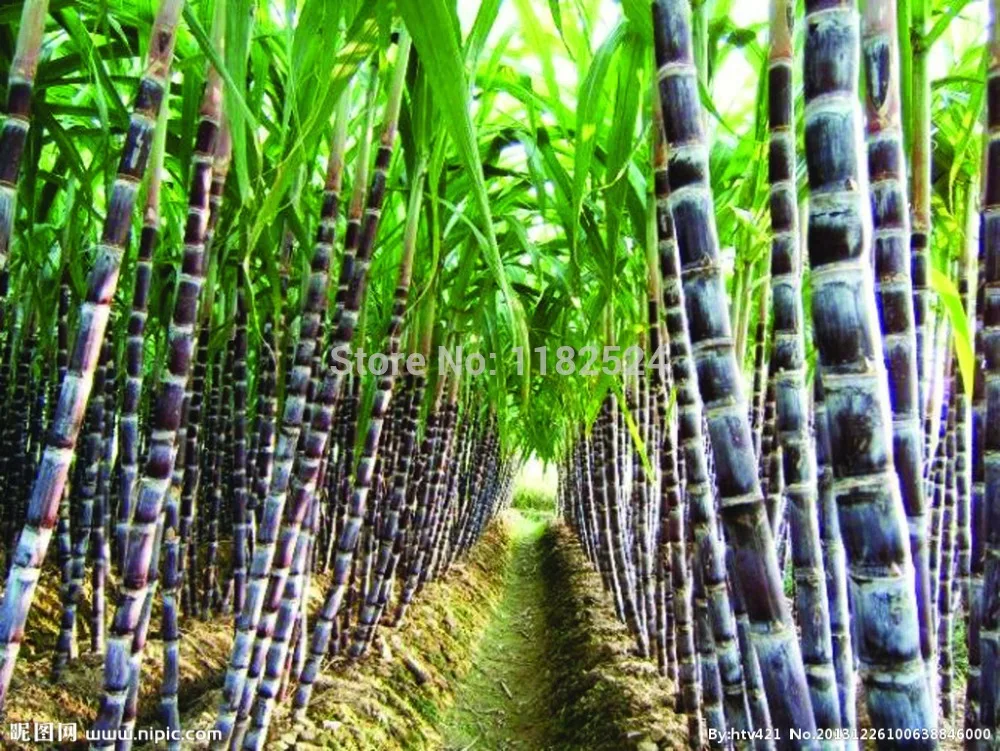 100+ SUGAR CANE SEEDSin Bonsai from Home & Garden on