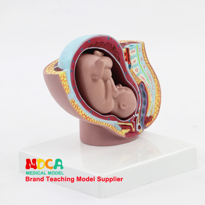 Эмбрион развития тазовой полости модель акушерства модель обучения контроль рождения медицинского обучения MPT001