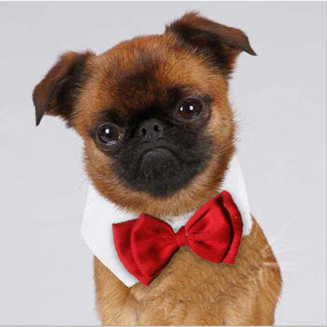 Cravate pour animaux de compagnie, vente en gros, couleur rouge