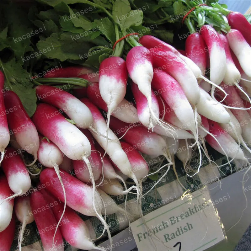 100 Pcs Rare Sausage Radish Bonsai Juicy And Nutritious Early Spring Radish Very Delicious Vegetable Garden Food Easy To Grow