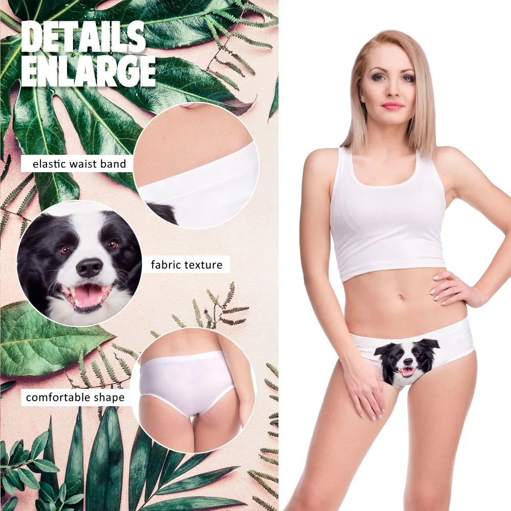 54938 BORDER COLLIE (0)