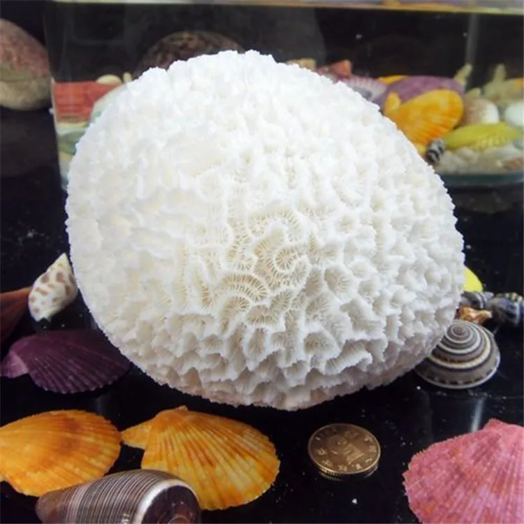 Natural White Round Decorative Coral Rare Beautiful Home Ornaments Fish Tank Aquarium Landscape Coral Wedding Decorations 1