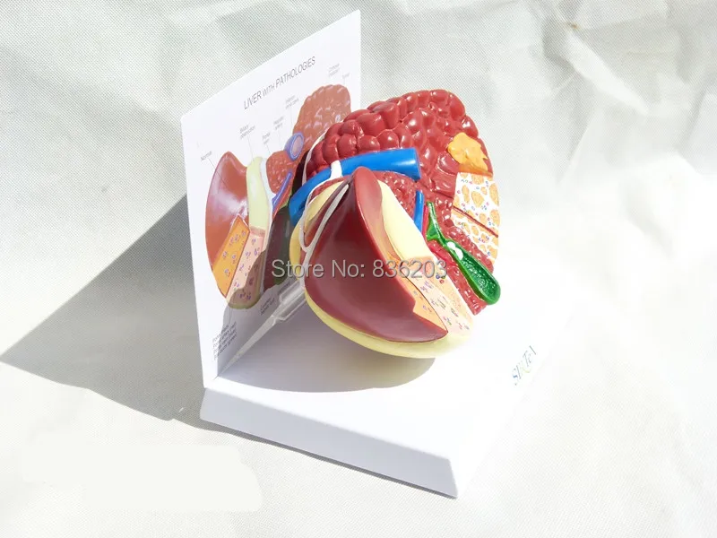 TB2EWRhaVXXXXbCXpXXXXXXXXXX-59209307