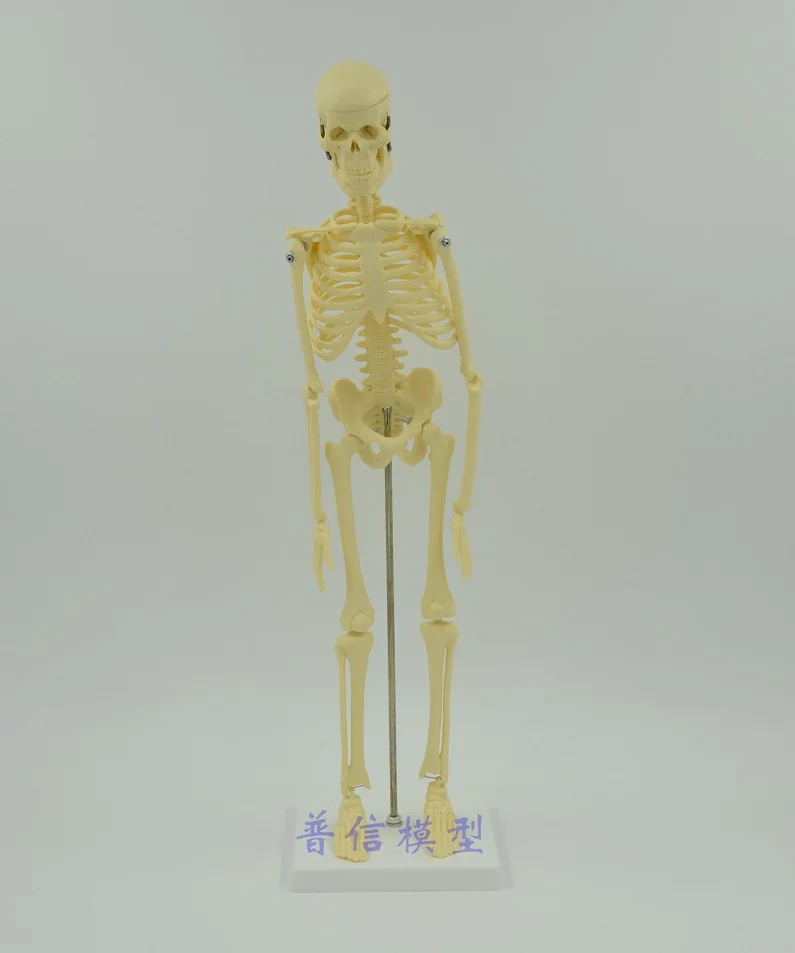 45cm small Skeleton model human Medical Science bone model