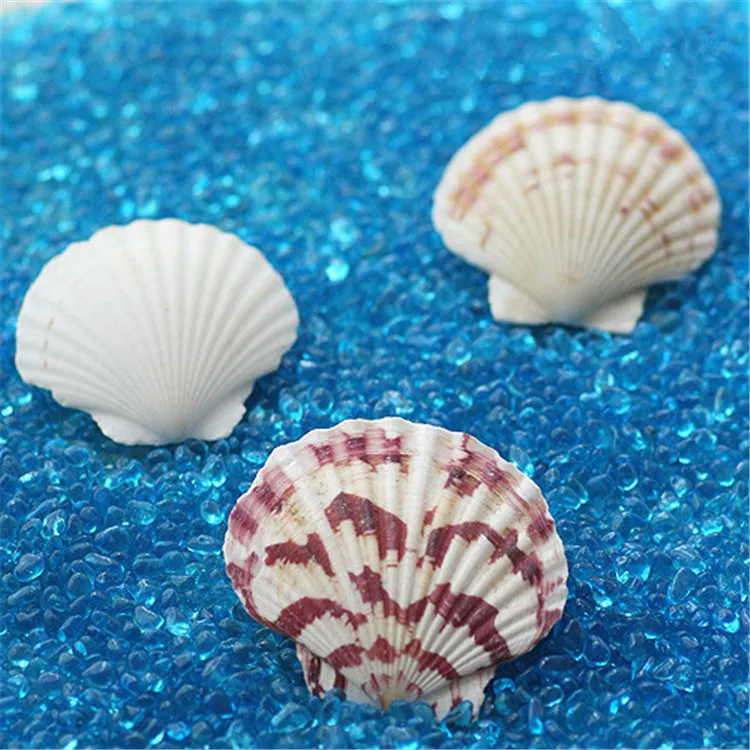 

4-6cm Natural flower color scallop conch shell fish tank decorative landscaping floor Mediterranean home style decorative