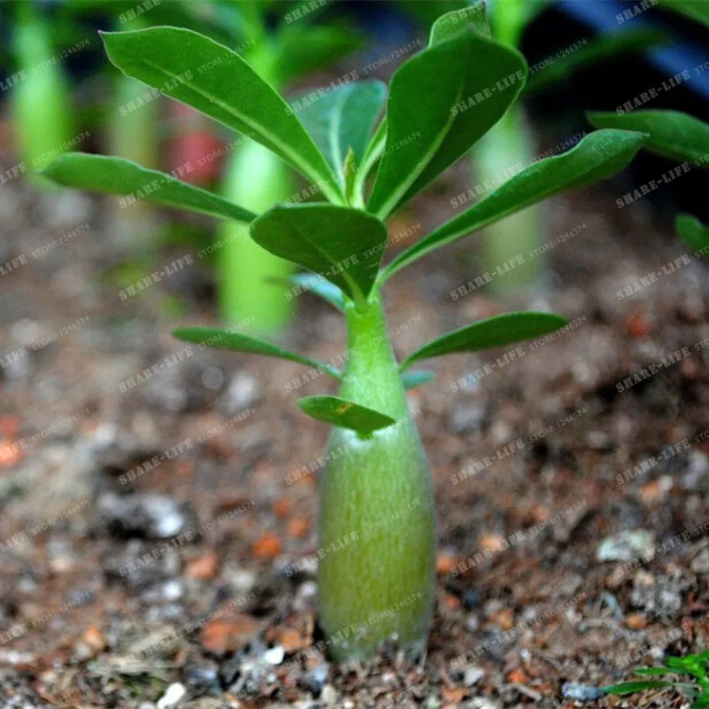 Семена Адениума Микс Купить Почтой России