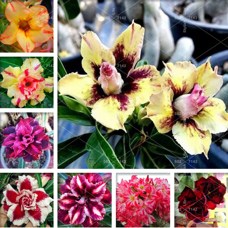 

2 pcs/ bag Rare Desert Rose Mixed Ornamental Adenium Obesum Bonsai Plant Air Purification for Home Garden Potted Flower Pot