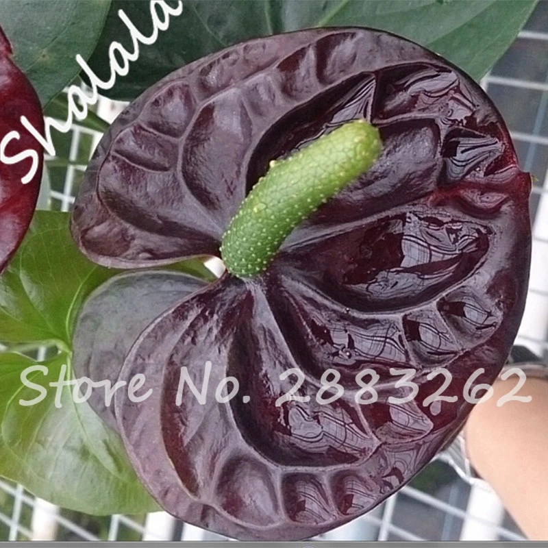 Zwart anthurium koop goedkope zwart anthurium loten van chinese ...