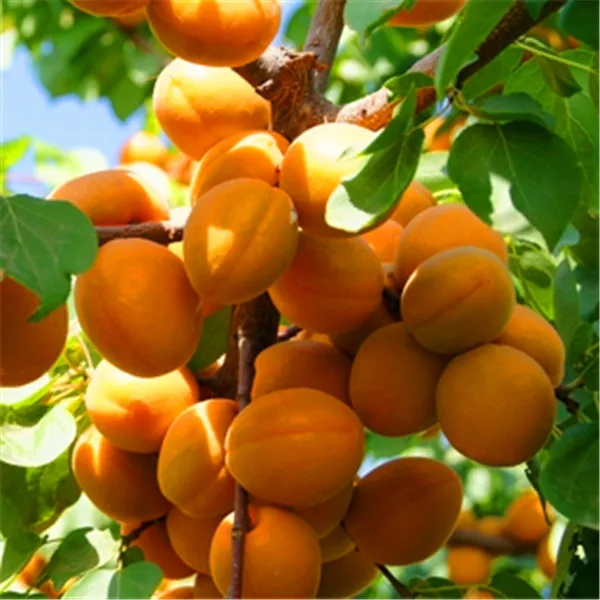 Buy Wholesale Organic Apricot From China Organic buy wholesale organic apricot from china organic