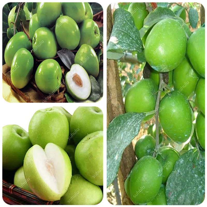 

Sale! 10 Pcs Jujube Bonsai Chinese Taiwan Big Jujube Fruit Tree Bonsai Rare Tropical Fruit Bonsai DIY Home Garden Potted plant
