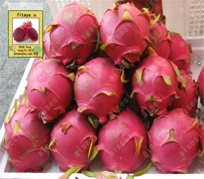 100 Pcs Red Flesh Dragon fruit Bonsai Nutrition And Delicious Succulent Fruit Bonsai Vegetable Bonsai Plant Easy To Grow 100 Pcs Red Flesh Dragon fruit Bonsai Nutrition And Delicious Succulent Fruit Bonsai Vegetable Bonsai Plant Easy To Grow