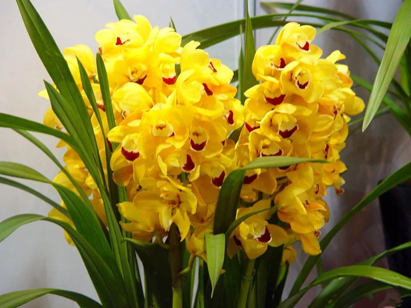 100pcs/bag cymbidium orchid,yellow cymbidium,cymbidium