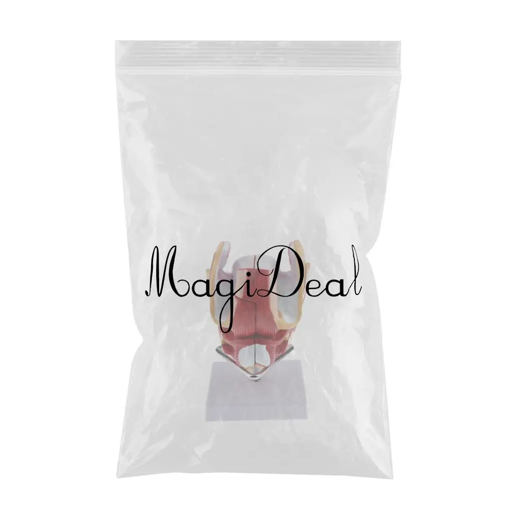 1:1 Female Uterus Ovary Genital Model - Human Reproductive Organ Anatomical Model with Base for Science Learning School Lab Accs