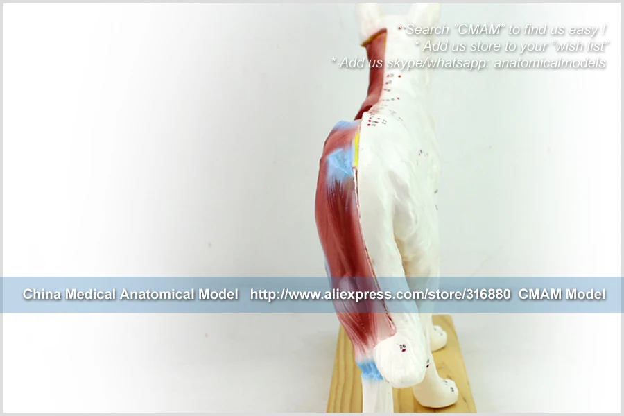 12005/игрушечная собака-ветеринар акупунктурная модель, медицинская научная образовательная учебная анатомическая модель