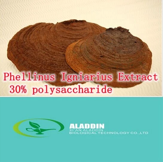 

1Pack Hotsale Phellinus Igniarius Extract 30% polysaccharide 500mg x 100capsule free shipping