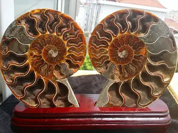 

06121 1 pair of Split Ammonite Fossil Specimen Shell Healing Madagascar
